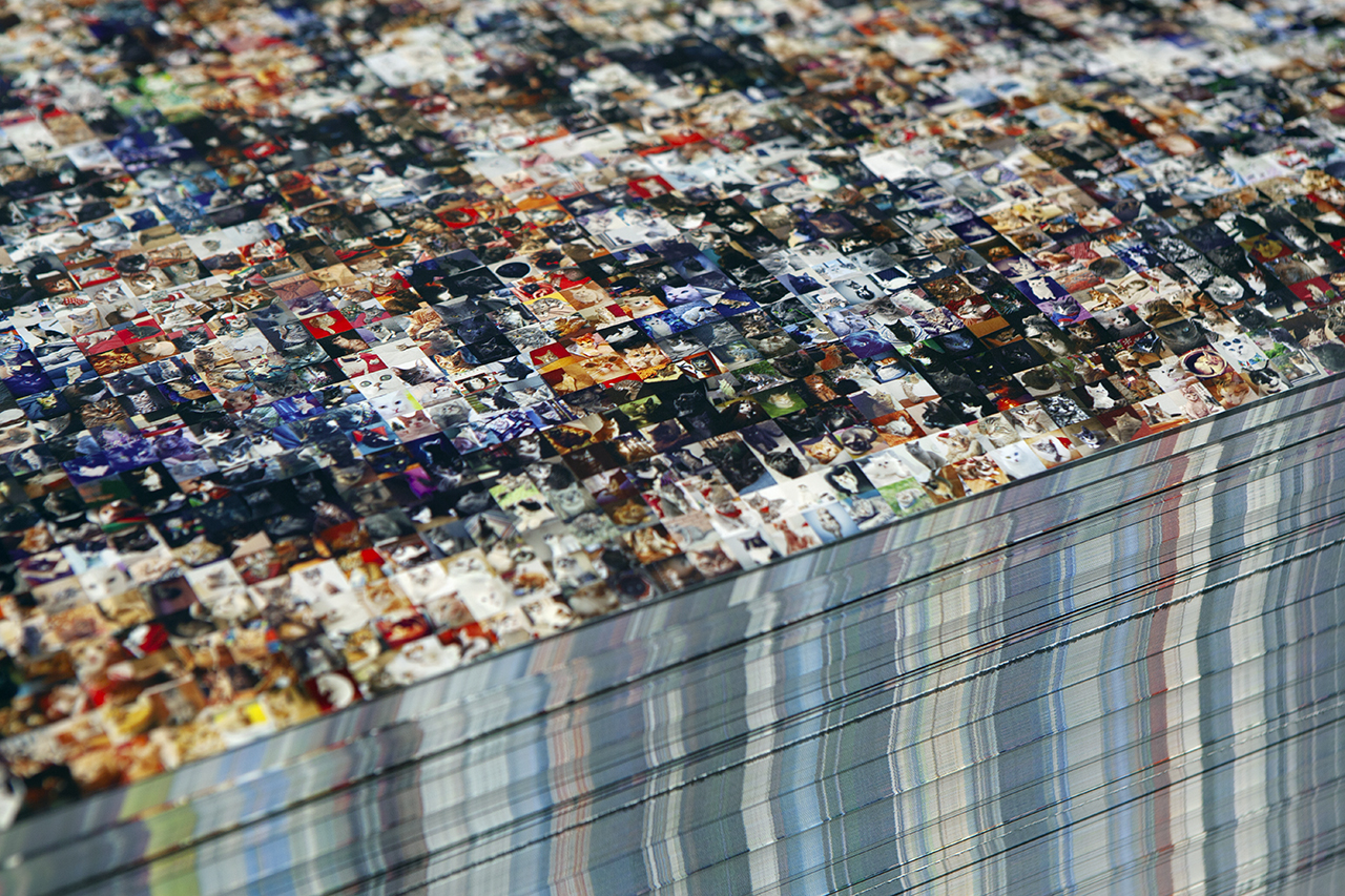 Gatos del mundo / Cats of the world, 2021